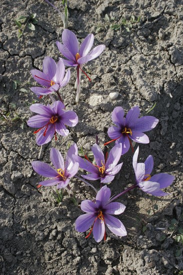 GREECE, Macedonia, Kozani, Ano Komi.  Saffron flower plants growing in their natural environment.