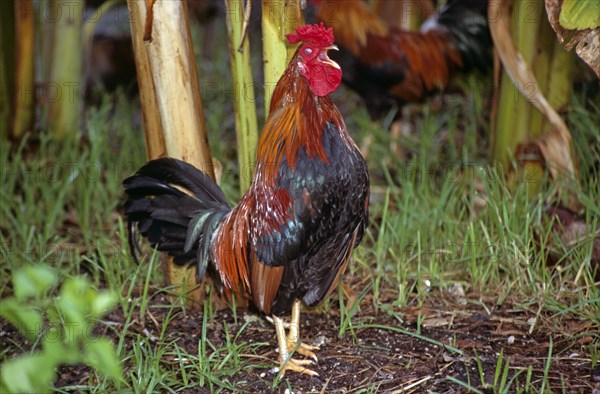 ANIMALS, Domestic, Chickens, "Cockerel in undergrowth, Key West, Florida, USA. "