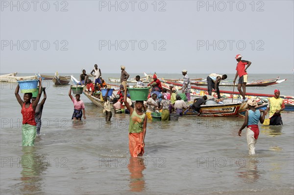 GAMBIA, Western Gambia, Tanji, Tanji coast.  Women carrying bowls full of fish on their heads through shallow water from fishing boats to the beach and  fish market.  Gambia has the second largest fishing industry in Africa.
