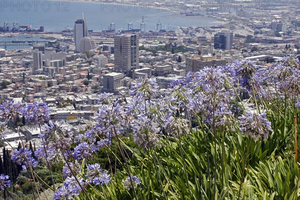 ISRAEL, Northern Coast, Haifa, Zionism Avenue.  View of Haifa's city and port from the Baha'i Gardens with blue flowers on slope in foreground.
