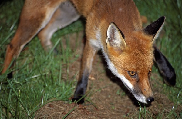 ANIMALS, Wild, Dog, "Close up of face of fox, Wiltshire, England "