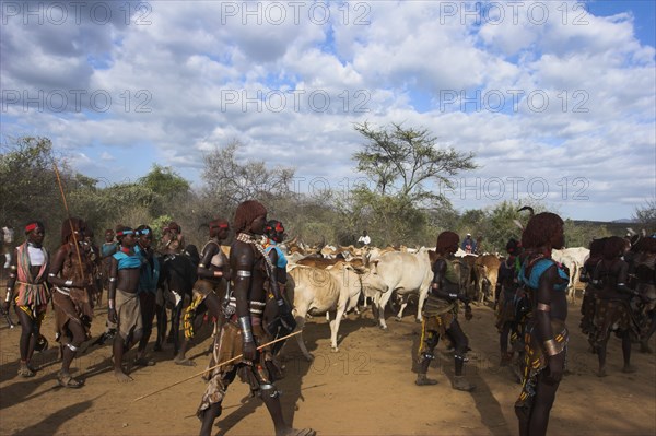 ETHIOPIA, Lower Omo Valley, Turmi, "Hama Jumping of the Bulls initiation ceremony, Ritual dancing round cows and bulls before the initiate does the jumping Jane Sweeney "