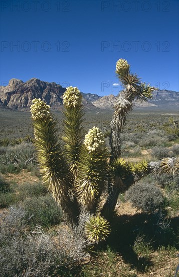 USA, Nevada, Red Rock Canyon, Flowering Joshua Tree in barren rocky landscape.