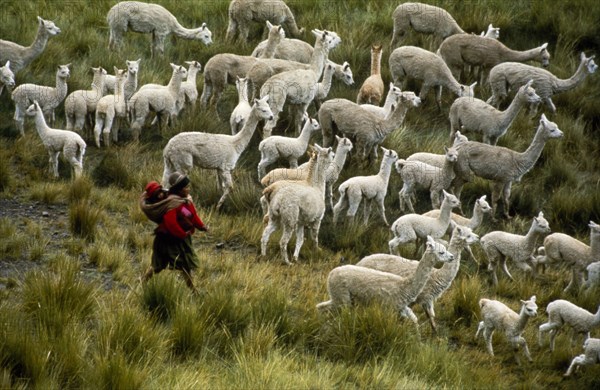 PERU, La Raya, Newly shorn white adult alapaca.