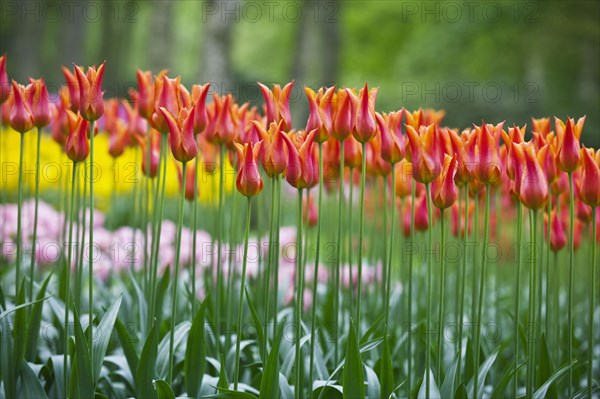 20091060 Red Tulips Keukenhof Gardens Benelux Dutch European Netherlands Western Europe  Region - Europe WesternFlora & FaunaDominant RedDominant GreenTravelTRAVEL Brochure Jon Hicks 20091060 HOLLAND South Lisse