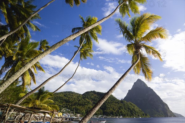 WEST INDIES, St Lucia, Soufriere, Fishing boats on the beach lined with coconut palm trees with the town and the volcanic plug mountain of Petit Piton beyond