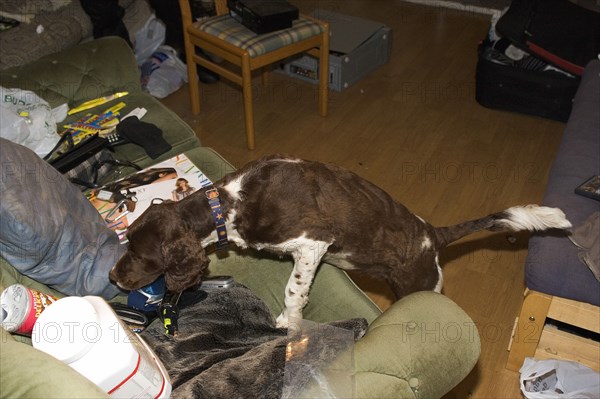 LAW and ORDER, Police, Drugs Raid, Springer Spaniel sniffer dog used in search of residential home during drugs bust.