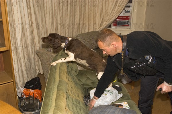 LAW and ORDER, Police, Drugs Raid, Springer Spaniel sniffer dog with handler used in search of residential home during drugs bust.