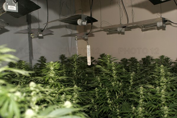 LAW and ORDER, Police, Drugs Raid, "Marijuana grown under heat lights in residential home, discovered during drugs bust."