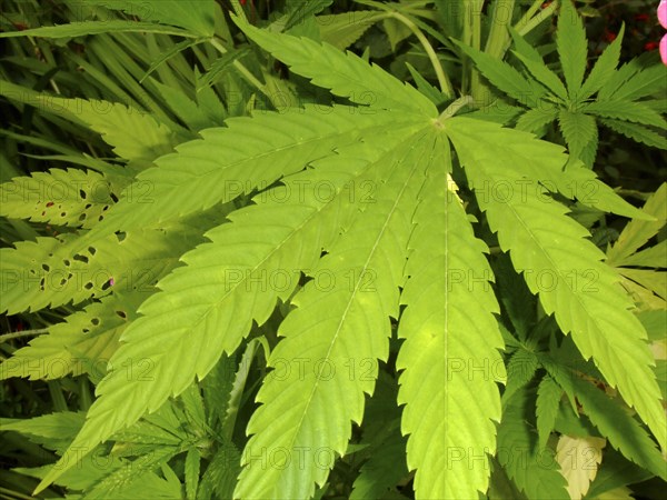 DRUGS, Narcotics, Marijuana, Close up or dope leaf on the plant.