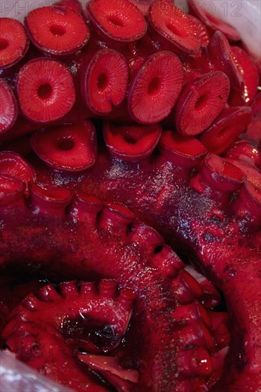 JAPAN, Honshu, Tokyo, Tsukiji fish market. Close cropped view of red octopus for sale at market ‘the stomach of Tokyo’.