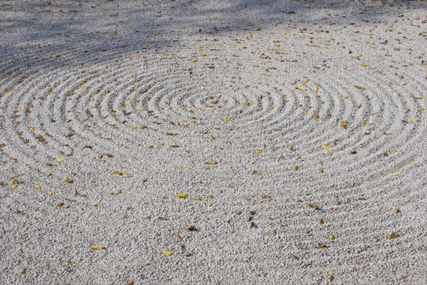 JAPAN, Honshu, Kyoto, Zen sand garden made by monks at a Zen Buddhist temple.  Circular pattern raked on surface scattered with fallen Autumn leaves.