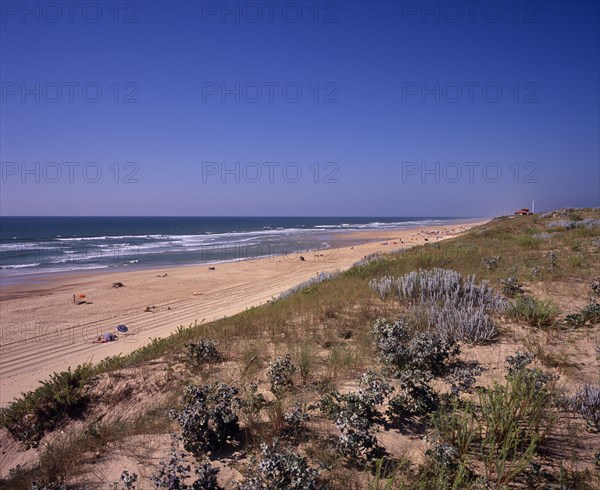 FRANCE, Aquitaine, Landes, Cap de l’Homy Plage.  View north along beach and sand dunes with people sunbathing and at waters edge.  Sea grasses and other vegetation on dunes in foreground.