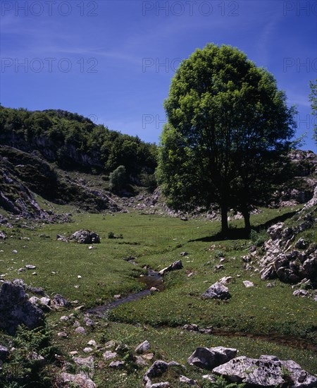 SPAIN, Asturias, Picos de Europa, "Ash tree (Fraxinus excelsior) beside narrow mountain stream in area of grass scattered with rocky outcrops, wild flowers and bracken. "