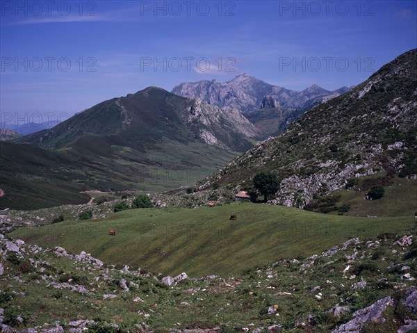 SPAIN, Asturias, Picos de Europa, "Cattle grazing on upland pasture with Pena del Jascal 1724 m / 5646 ft on skyline, view from west."