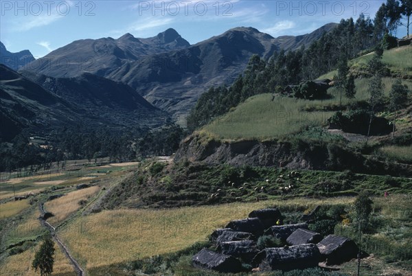 BOLIVIA, Altiplano, Settlement of houses with thatched roofs surrounded by green hills and slopes with sheep grazing on grass ridges and mountains behind