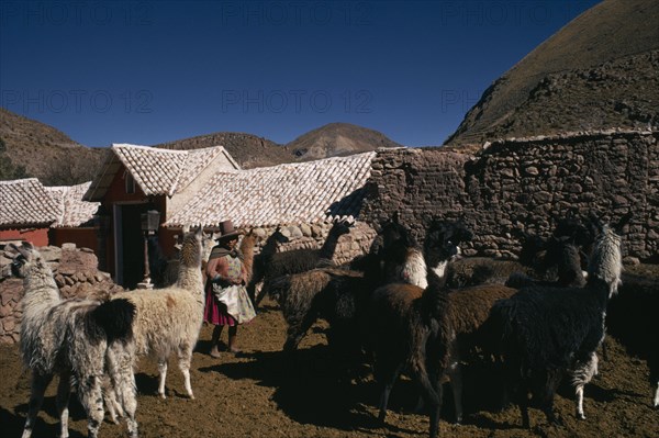 BOLIVIA, Cayara , "Llama herders settlement with a woman standing amongst herd in stone enclosure. Domestic animals in Bolivia and Peru used for wool, meat and milk"