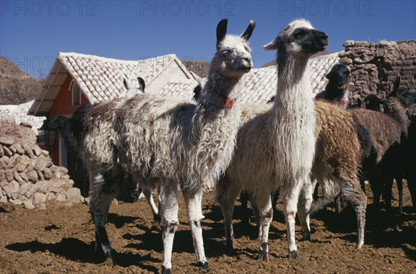 BOLIVIA, Cayara , "Llama herd in stone enclosure. Domestic animals in Bolivia and Peru used for wool, meat and milk"