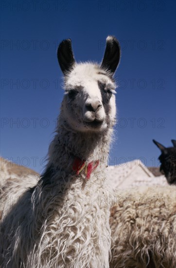 BOLIVIA, Cayara , "Single Llama near herd. Domestic animals in Bolivia and Peru used for wool, meat and milk"