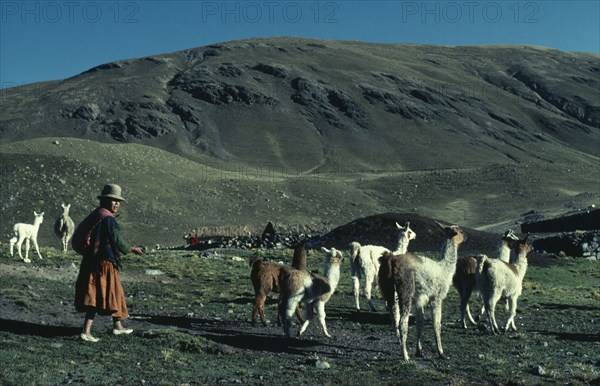 BOLIVIA, , "Llama herders. Domestic animals in Bolivia and Peru used for wool, meat and milk"