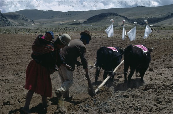 BOLIVIA, Altiplano, Aymara / Quechua family ploughing and planting potatoes with mother carrying baby in sling on her back