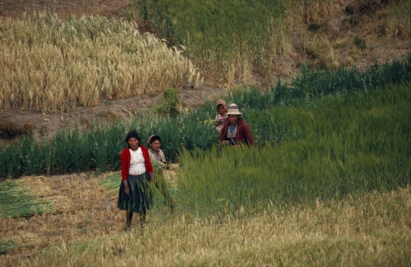 BOLIVIA, Altiplano, Potosi, Aymara / Quechua family reaping their barley. Near Potosi