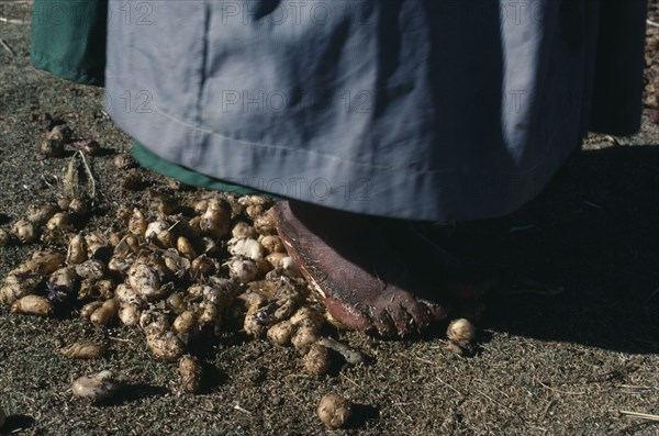 BOLIVIA, Altiplano, Aymara woman stamping on potatoes which have been frozen then thawed to remove skins to make Chuno  freeze-dried potato product traditionally made by Quechua and Aymara communities of Bolivia and Peru