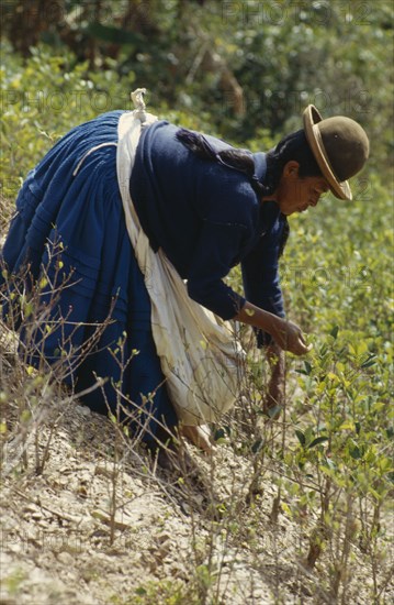 BOLIVIA, Chapare , Woman picking coca leaves in a traditional commercial coca growing area mainly used for cocaine