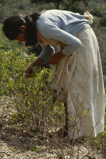 BOLIVIA, Chapare , Women picking coca leaves in traditional commercial coca growing area mainly used for cocaine