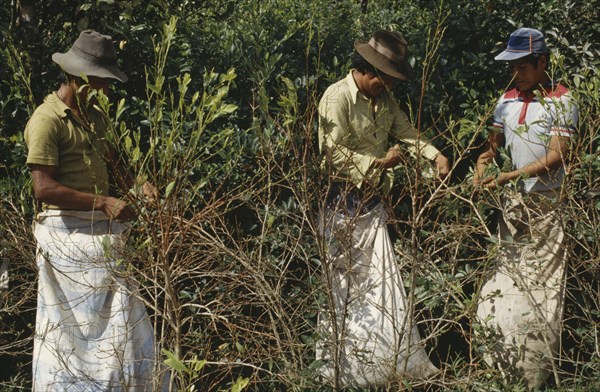 BOLIVIA, Chapare , Men picking coca leaves. Traditional commercial coca growing area mainly for cocaine