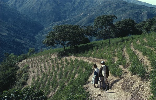BOLIVIA, Chapare , Man and woman with a dog walking through coca terraces. Traditional commercial coca growing area mainly for cocaine.