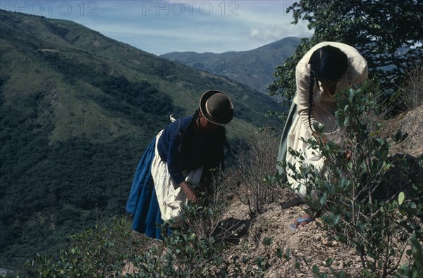 BOLIVIA, Chapare , Women picking coca leaves in traditional commercial coca growing area mainly for cocaine.