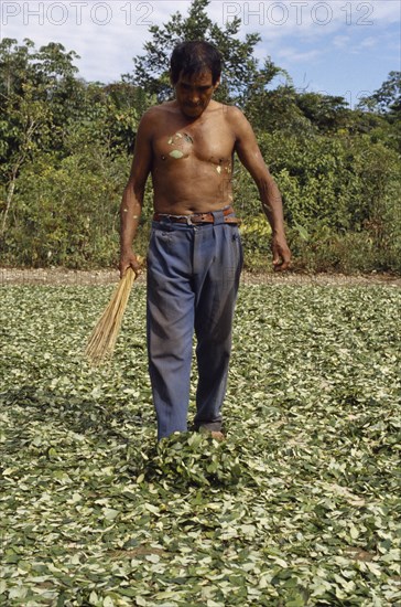 BOLIVIA, Chapare , Man spreading coca leaves out on the ground to dry in traditional commercial coca growing area mainly for cocaine.