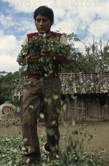 BOLIVIA, Chapare , Man drying coca leaves in traditional commercial coca growing area mainly for cocaine.