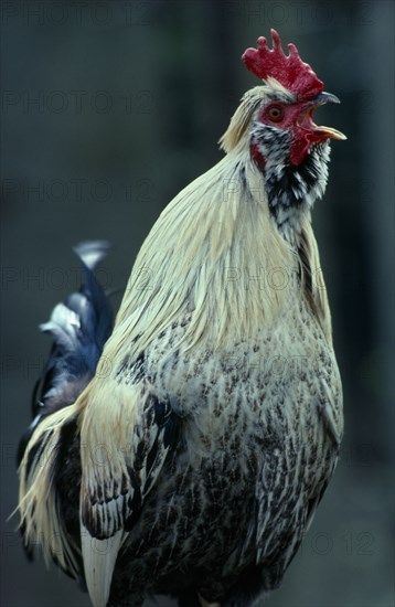 AGRICULTURE, Livestock, Poultry, Single Cockerel
