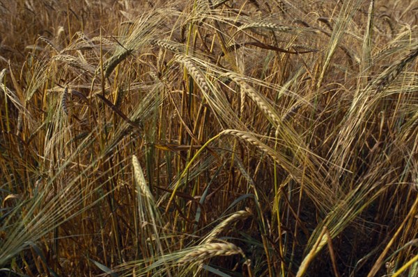 AGRICULTURE, Arable, Barley, Detail of barley crop