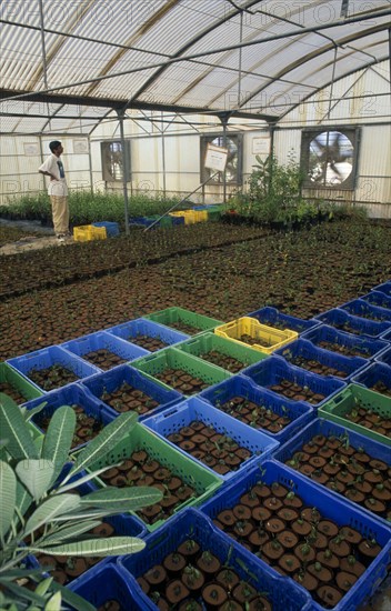 UAE, Abu Dhabi, Al Sammaliah, Mangrove nursery growing imported and local plants grown to decrease temperatures risen due to global warming.
