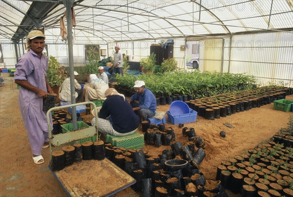 UAE, Abu Dhabi, Al Sammaliah, Workers in mangrove nursery growing imported and local plants grown to decrease temperatures risen due to global warming.