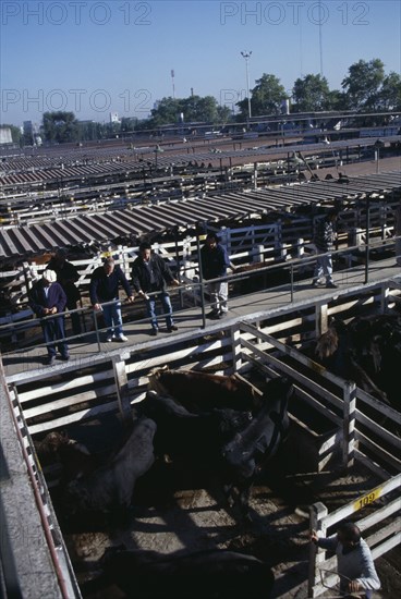 ARGENTINA, Buenos Aires, "Traders on raised walkway between cattle pens, examining animals for sale in huge cattle market."