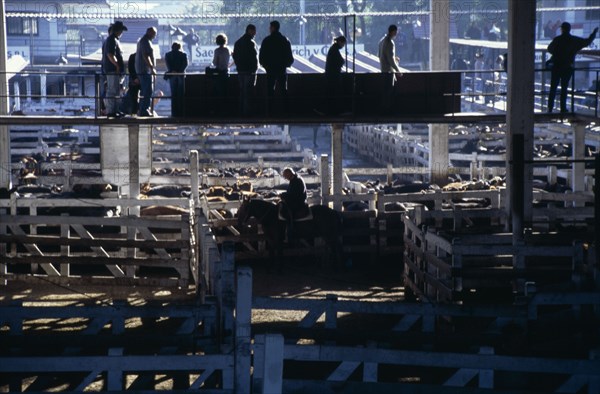 ARGENTINA, Buenos Aires, "Traders on raised walkway above cattle pens, examining animals for sale in huge cattle market with man on horse between pens below."