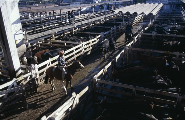 ARGENTINA, Buenos Aires, "Traders on raised walkway above cattle pens, examining animals for sale in huge cattle market with men on horseback moving two animals between pens below."