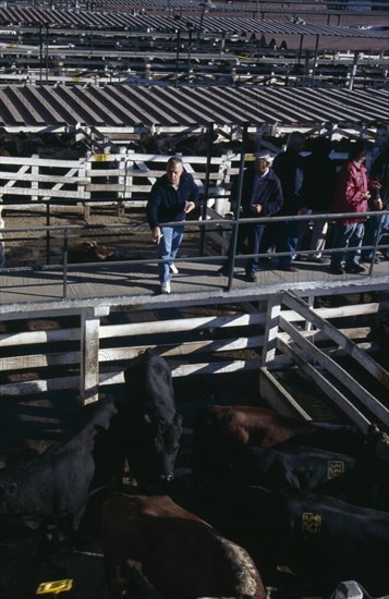 ARGENTINA, Buenos Aires, "Traders on raised walkway above cattle pens, examining animals for sale in huge cattle market below."