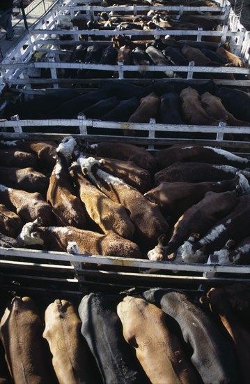 ARGENTINA, Buenos Aires, Looking down on backs of animals in tightly packed cattle pens in huge cattle market.