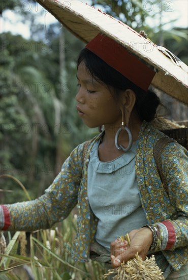 MALAYSIA, Borneo, Sarawak, Young Kayan woman harvesting dry hill rice wearing heavy earrings elongating her ear lobes and a large circular hat to protect from the sun. Subgroup of the Dayak indigenous tribes native to Borneo