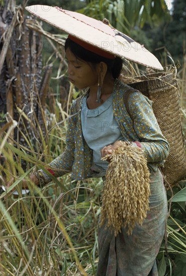MALAYSIA, Borneo, Sarawak, Young Kayan woman harvesting dry hill rice wearing heavy earrings elongating her ear lobes and a large circular hat to protect from the sun. Subgroup of the Dayak indigenous tribes native to Borneo