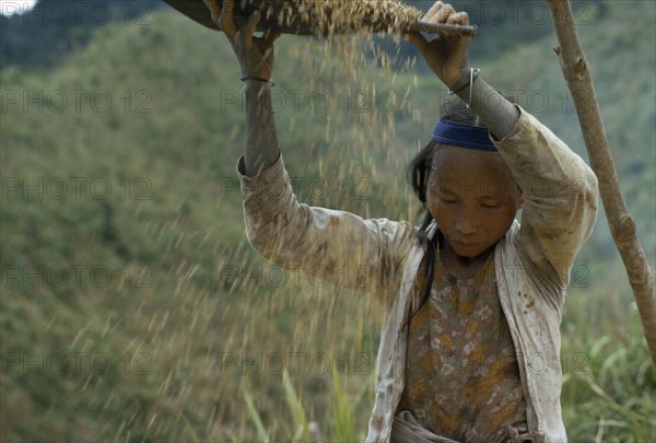 MALAYSIA, Borneo, Sarawak, Kayan girl winnowing rice. Subgroup of the Dayak indigenous tribes native to Borneo