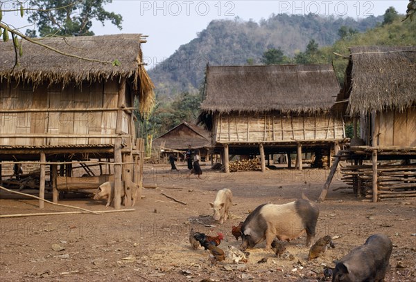 LAOS, Tribal People, Meo Tribe, Meo village with children playing between thatched roof homes built on stilts. Livestock with pigs and chickens feeding from grain in the foreground.