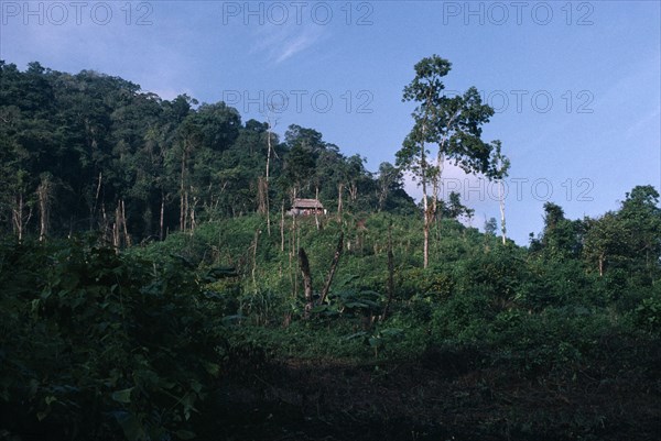 GUATEMALA, Alta Verapaz, Semuy, Q’eqchi Indian refugee village. Family house with a thatched roof on elevated land next to dense green rainforest.