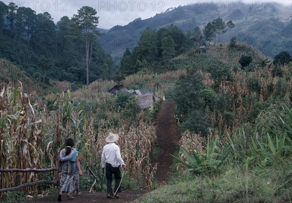 GUATEMALA, El Quiche, Chisis , Ixila Indian man and woman walking along path between maize crop