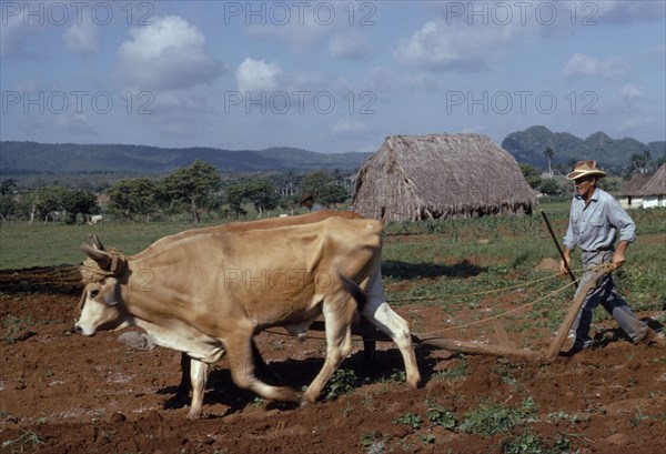 CUBA, Agriculture, Peasant farmer ploughing with Oxen cattle in field near thatched farmstead